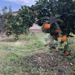 Land in Fethiye for sale with orange garden