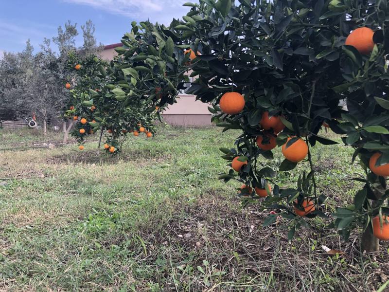 Land in Fethiye for sale with orange garden